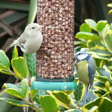 Bed & Breakfast Bridgeview